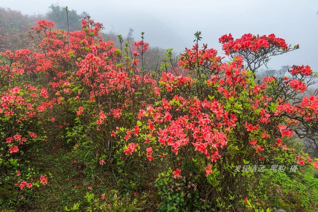 在天露山杜鹃花海丛中劲跳广场舞，这帮广东大妈又火了