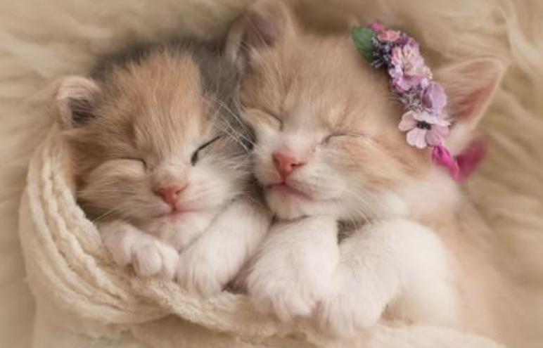 铲屎官曾经养过的宠物,铲屎官抓很多猫咪