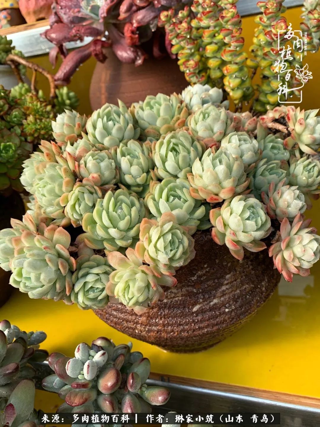 多肉冬季搬进屋里前需要浇水么,多肉过冬