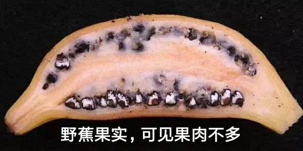 各种蔬菜水果祖先的样子,各种蔬菜祖先