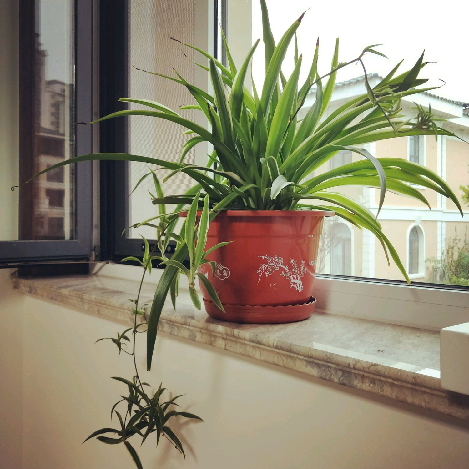 吊兰爆满以后怎么分盆,吊兰干尖的原因和养殖方法