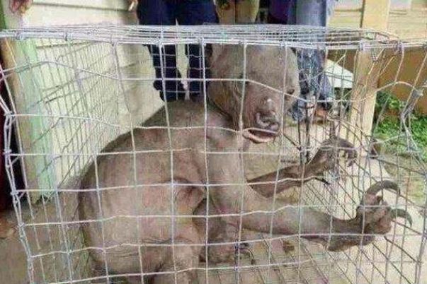 河童水鬼视频,河童发现水鬼真实故事