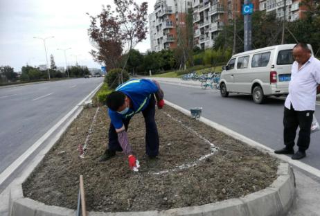波斯菊孔雀草花海,波斯菊向日葵