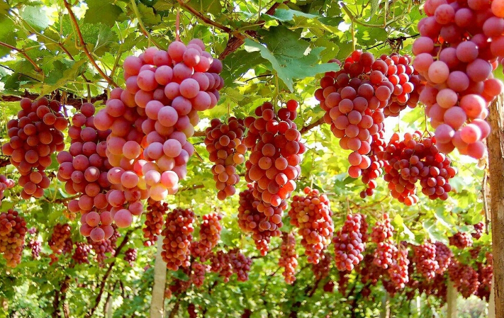 高温对作物危害和防御措施,防晒防高温措施