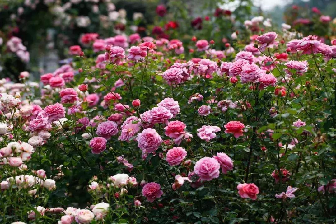 双流空港秘密花园,双流不要门票的公园