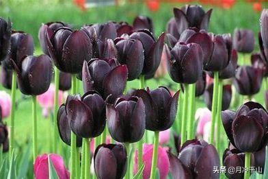 碎冰蓝郁金香的花语寓意是什么,郁金香粉色的花语是什么意思啊