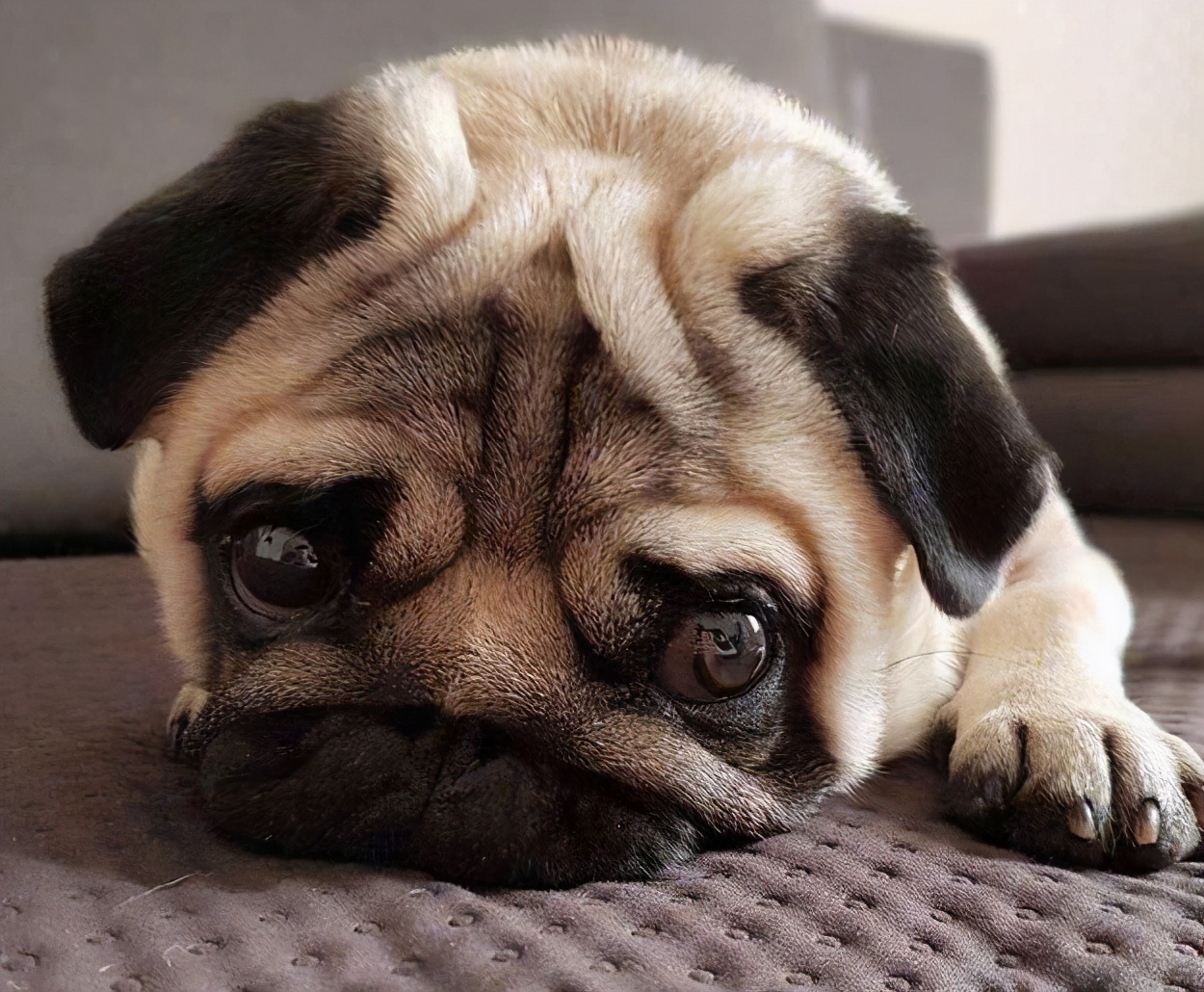 狗狗爱流泪怎么治疗,狗狗流泪的6大原因