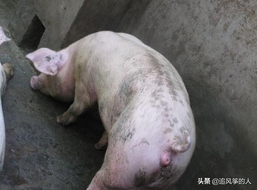 母猪产后死亡是什么原因引起的,母猪产后恶露不尽不吃食怎么办