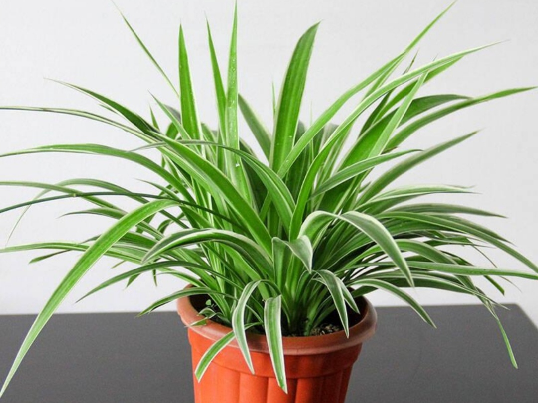 适合室内懒人养的绿色植物独特,有哪些绿色观叶植物不怕冷