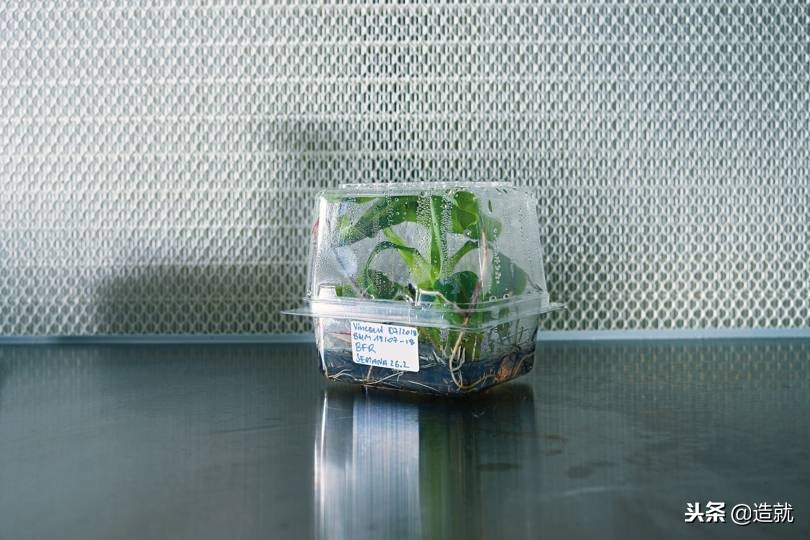 香蕉灭绝时间表,香蕉正面临灭绝的危险