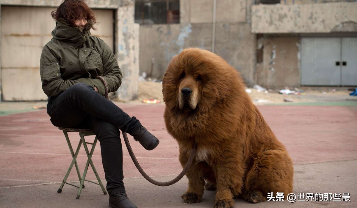 藏獒和大型犬哪个厉害一点,纯种藏獒战斗力有多强