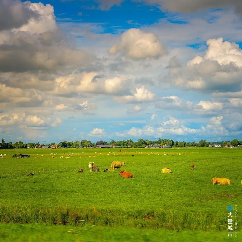5.16国际牛奶日,每天一杯牛奶强壮中国人