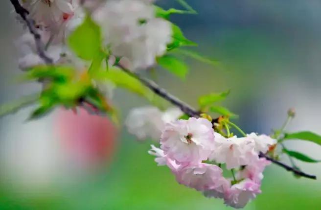 听说…你等樱花很久了！原来樱花还能这么赏，想明白了没？