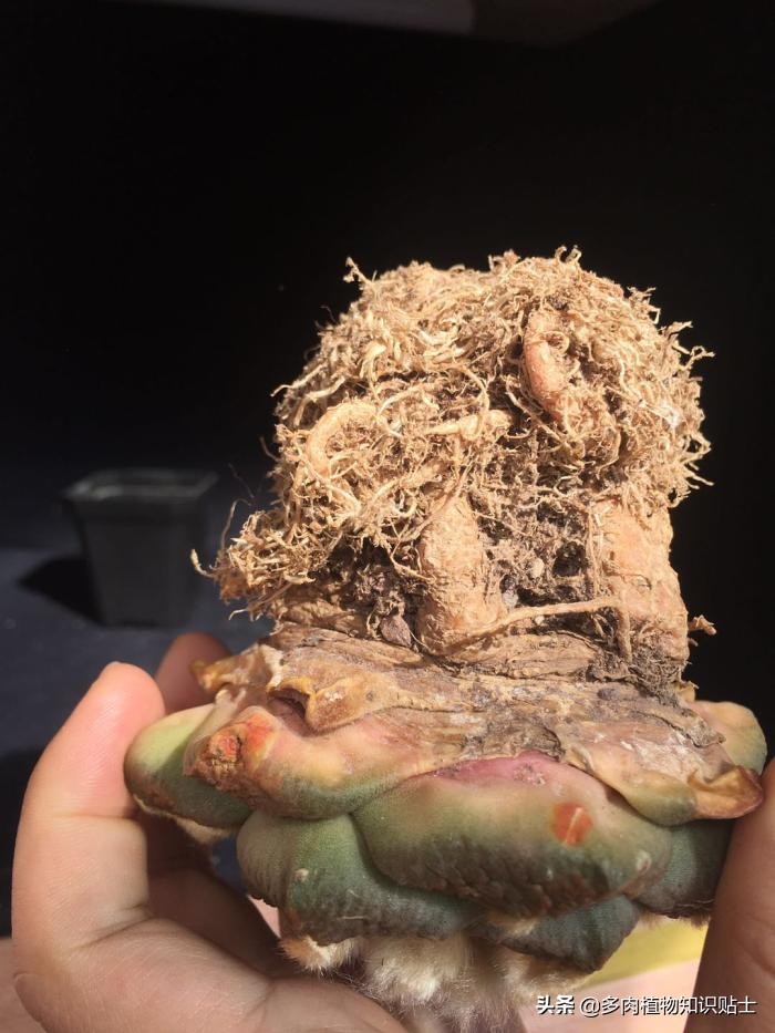 仙人掌什么情况下修根,怎么给仙人掌修形