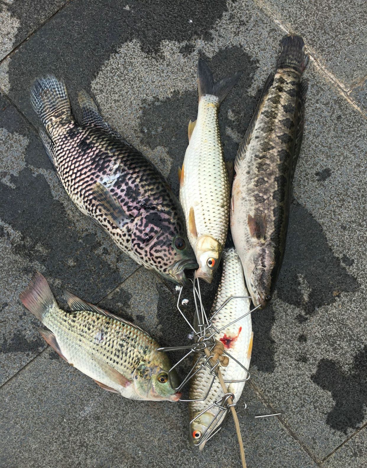 楸肩帇琚挀楸奸珮鎵嬮挀涓婃潵,楸肩帇琚汉閽撹蛋鍚庣画