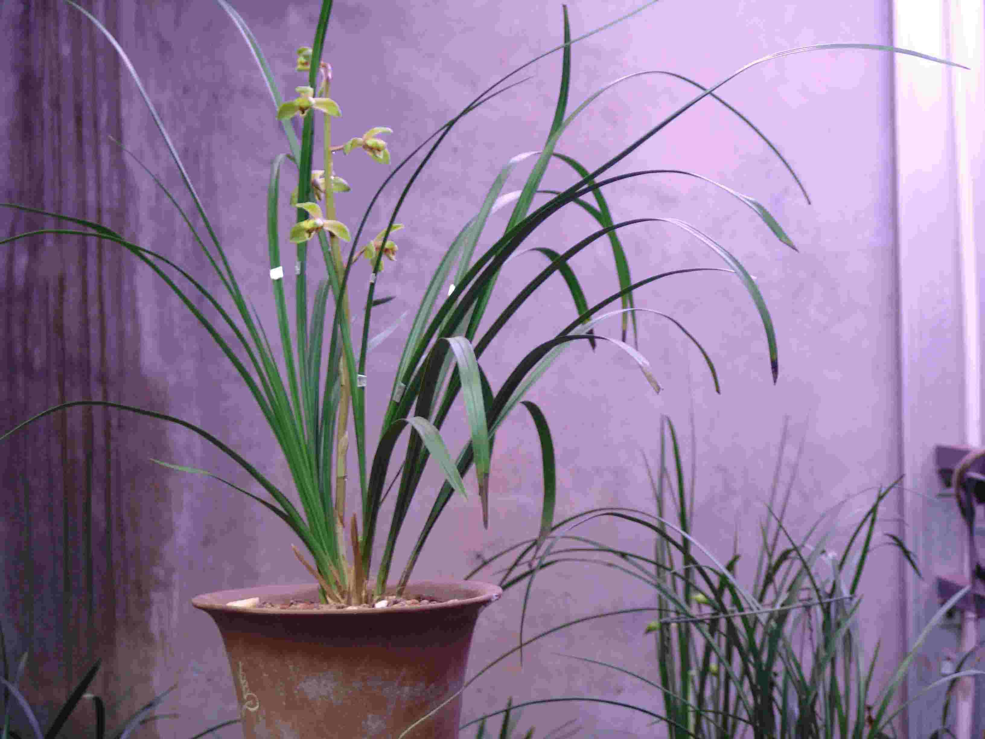 蕙兰花苞消苞怎么挽救,蕙兰花苞怎么处理