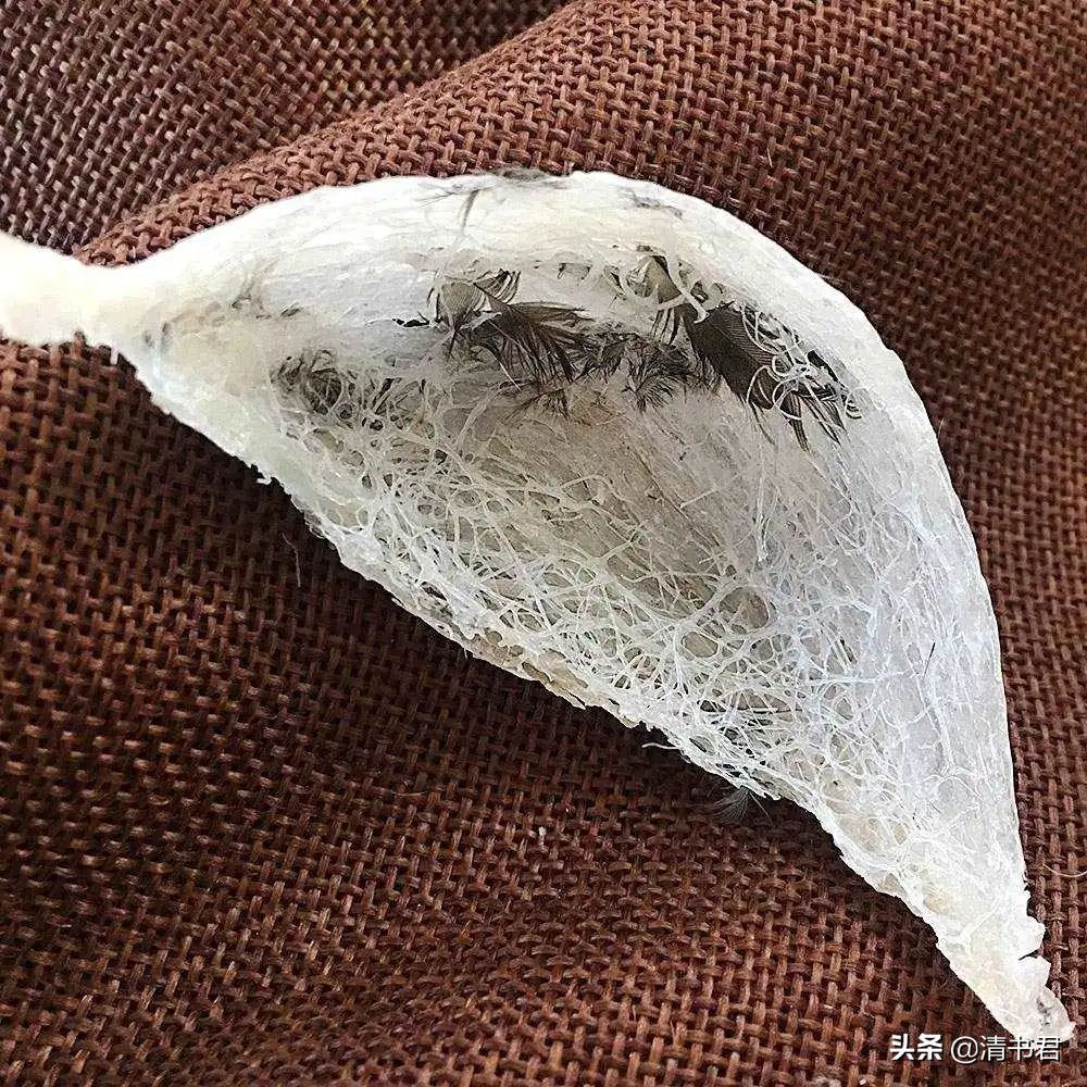 雨燕是世界上飞得最快的鸟吗,雨燕是飞得最快的燕子吗