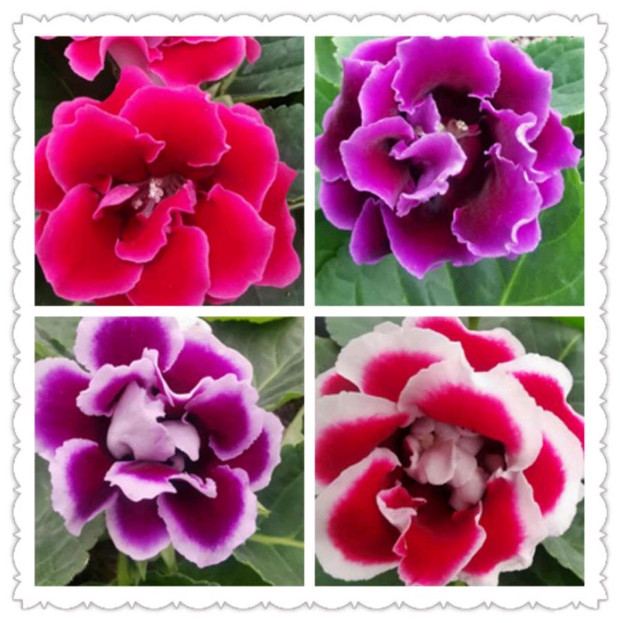 这“38种花”，当你开始收集品种时，你已入坑颇深