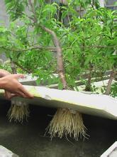 水培花卉养鱼,水培花卉培育