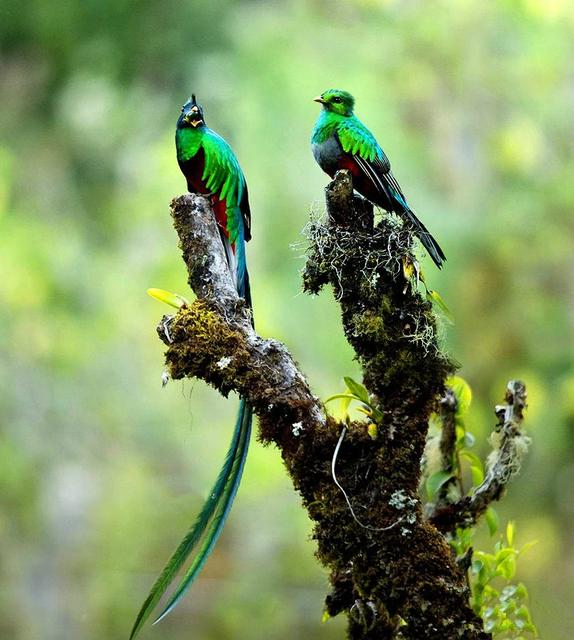 世界所有国家国鸟,世界各国国鸟大全