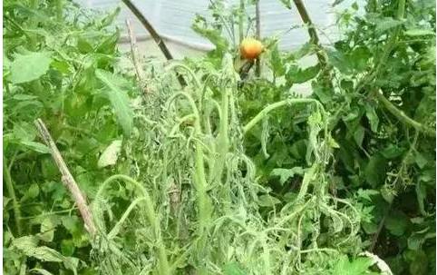 植物细菌性的病害由什么引起的,植物细菌性的病害用什么药