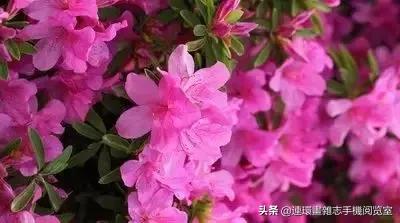 各种花的花语文案,花的花语100种