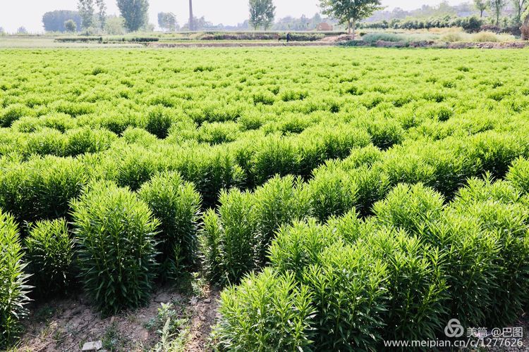 偃师巩义有哪些旅游景点,洛阳偃师旅游景点大全介绍