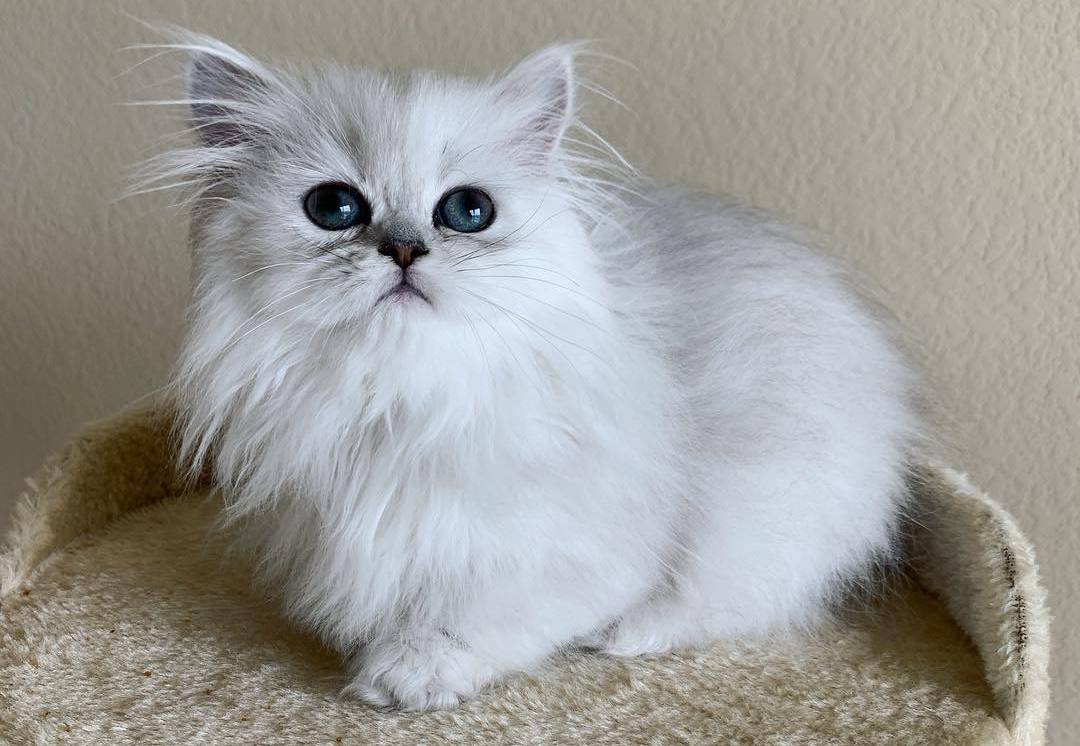 养猫40条常识猫咪生病的症状,猫咪生病有哪些忌口