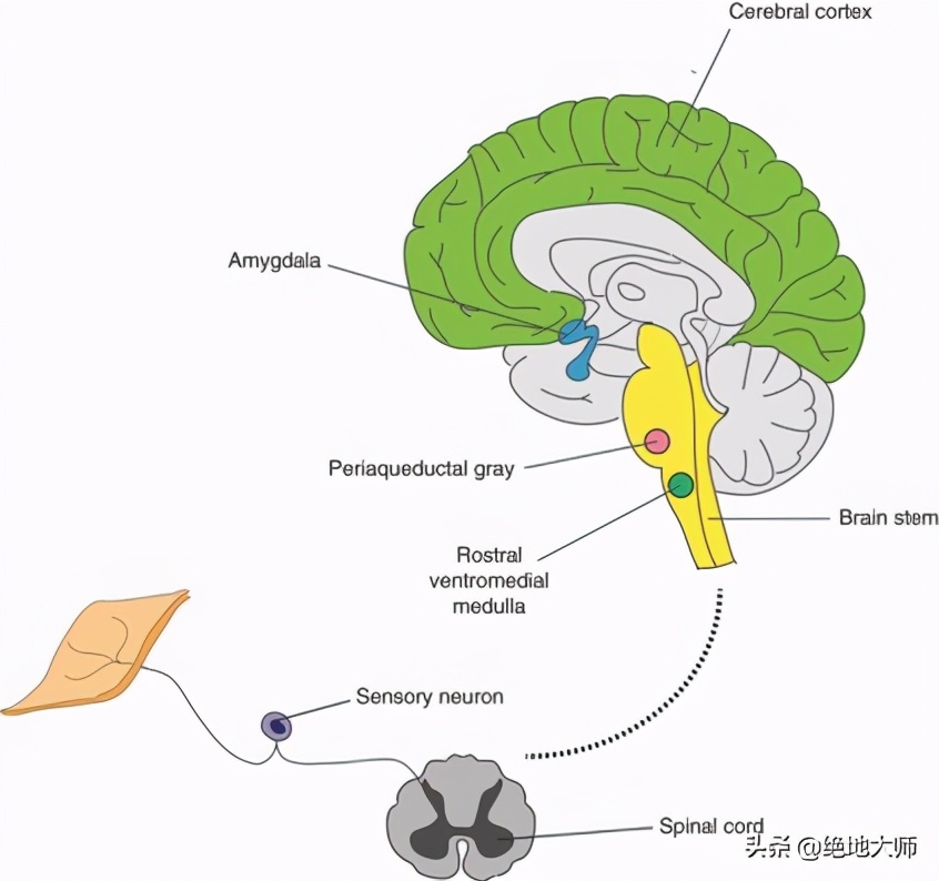 慢性神经痛能治疗好吗,慢性疼痛与心理作用