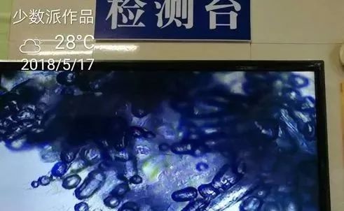 南美白对虾水霉病的处理方案,白对虾气泡病怎么防治