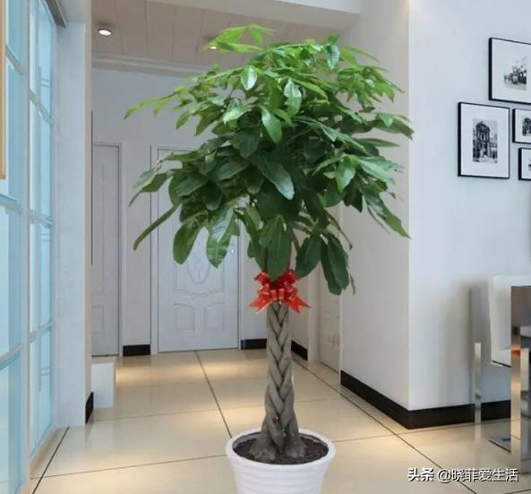 旺财旺家的3种花,5种花寓意好富贵养人
