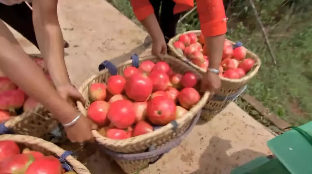 软籽石榴怎样找销路,农村种软籽石榴前景如何