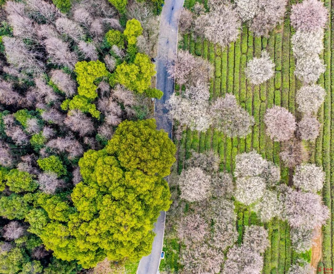武汉公园免费景点推荐,武汉免费看花景点