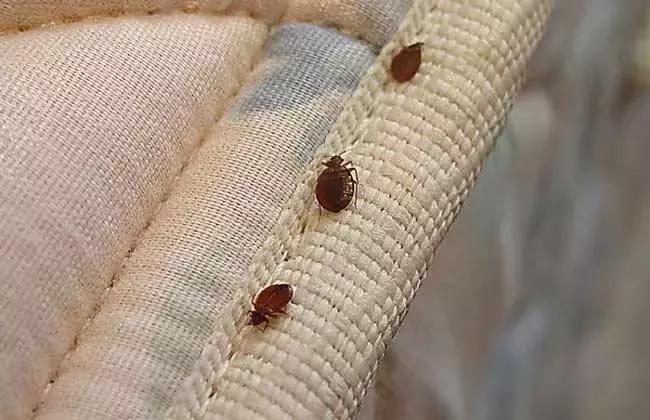 夏季孩子必须注意的虫子,夏天宝宝一定要小心蜱虫