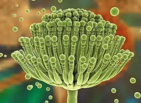 六点建议预防黄曲霉毒素