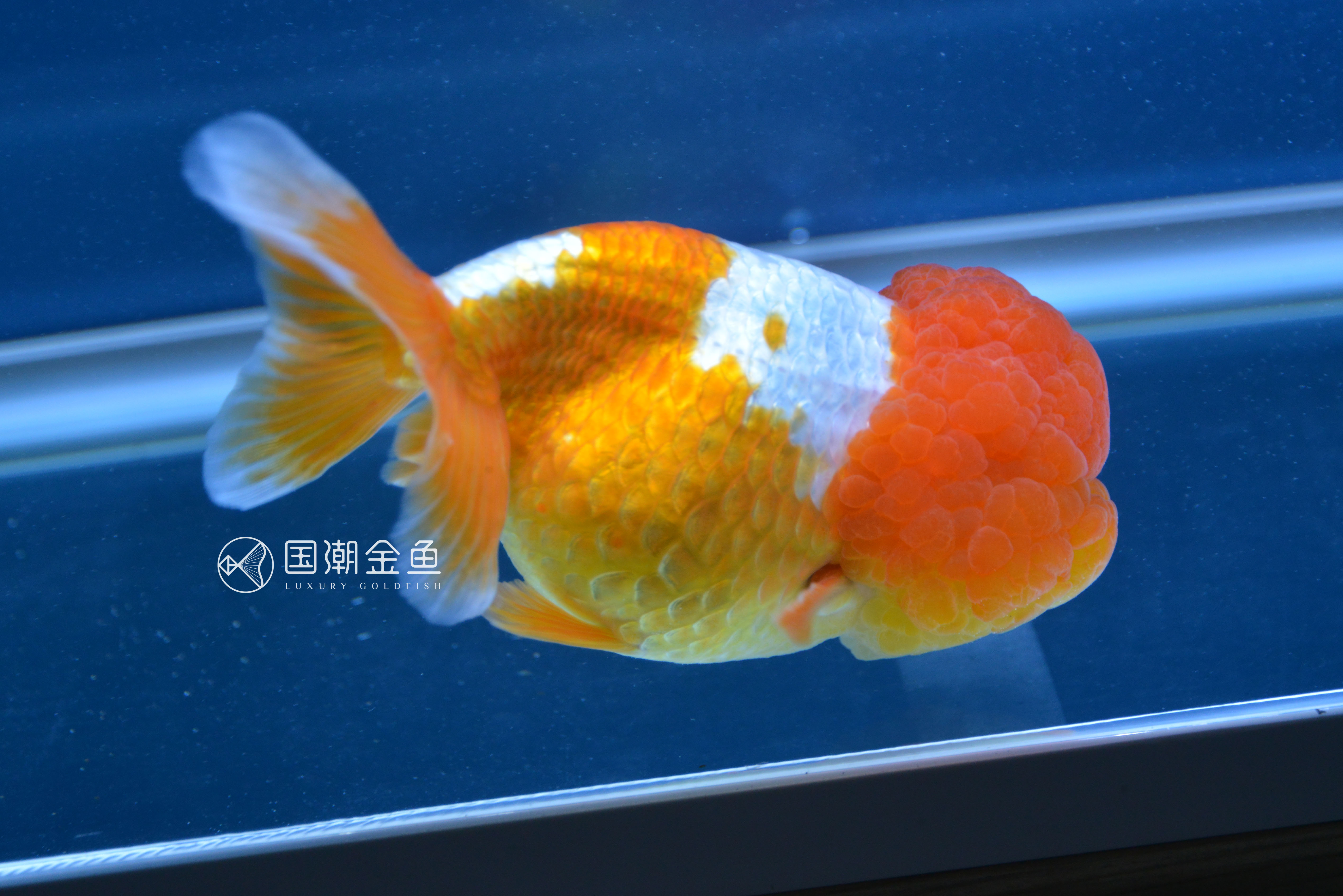 饲养金鱼的正确方法是什么,饲养金鱼水温