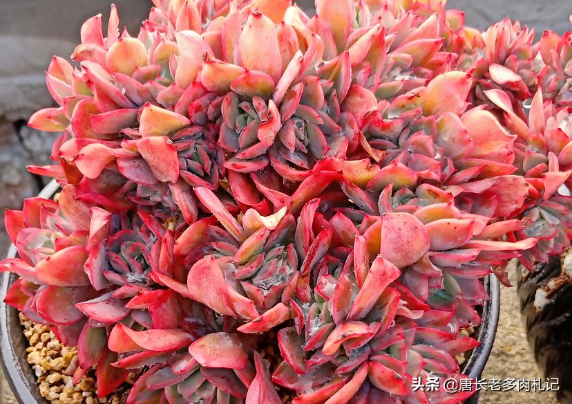 春天连续下雨露养的多肉怎么办,春天阴雨天气多肉要遮雨吗