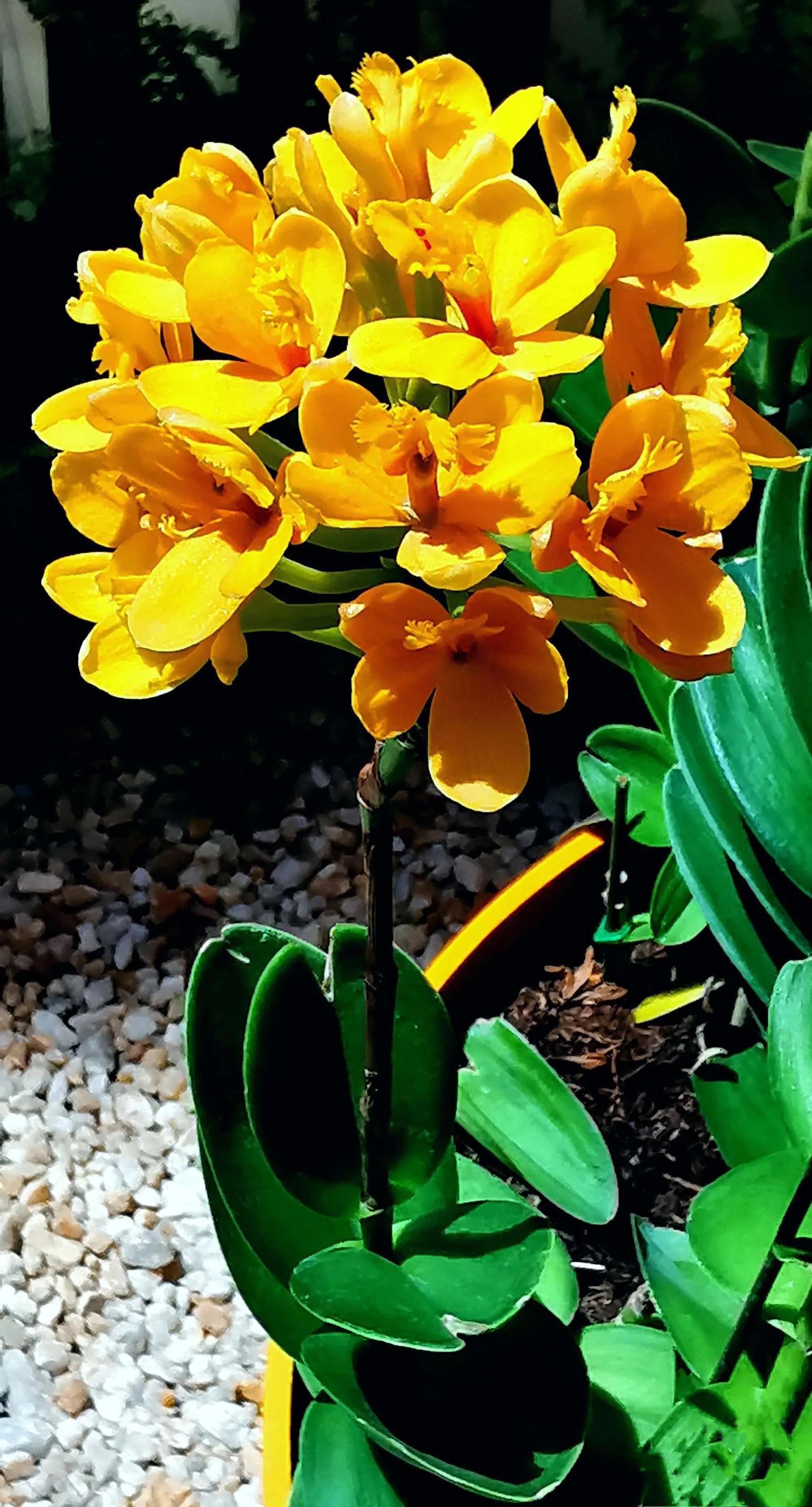 兰花高洁的古诗,高洁典雅的兰花壁纸