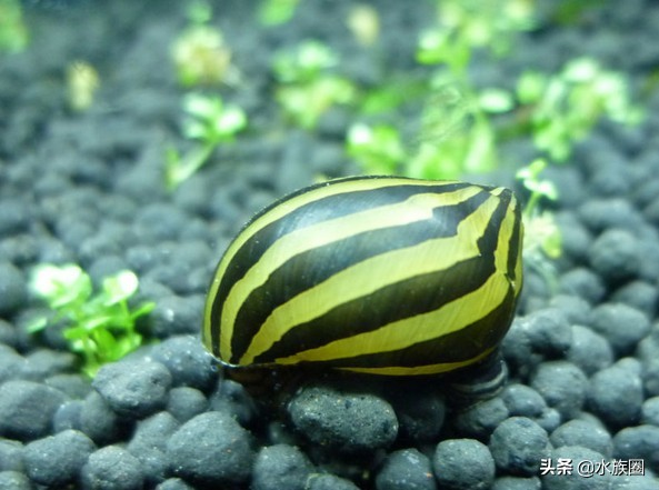 斑马螺和杀手螺,汽水螺和斑马螺