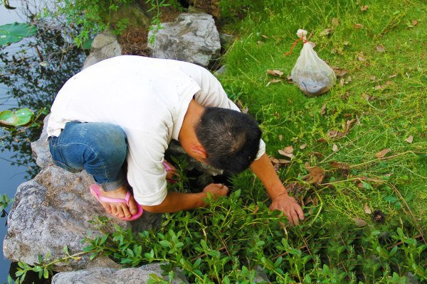 钓黄鳝的技巧钩头朝下还是平放,钓黄鳝钓出一条蛇