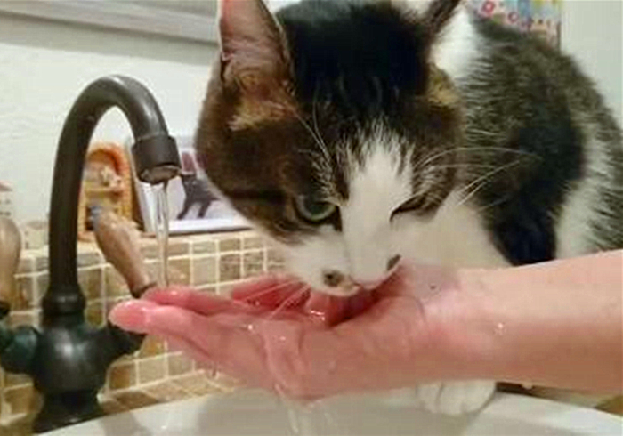 猫咪饮水是什么原因,猫咪饮水过多