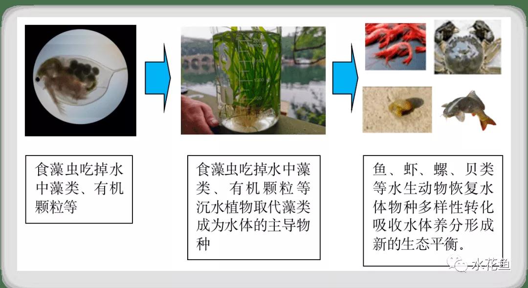 食藻虫怎么消灭,怎么培育食藻虫