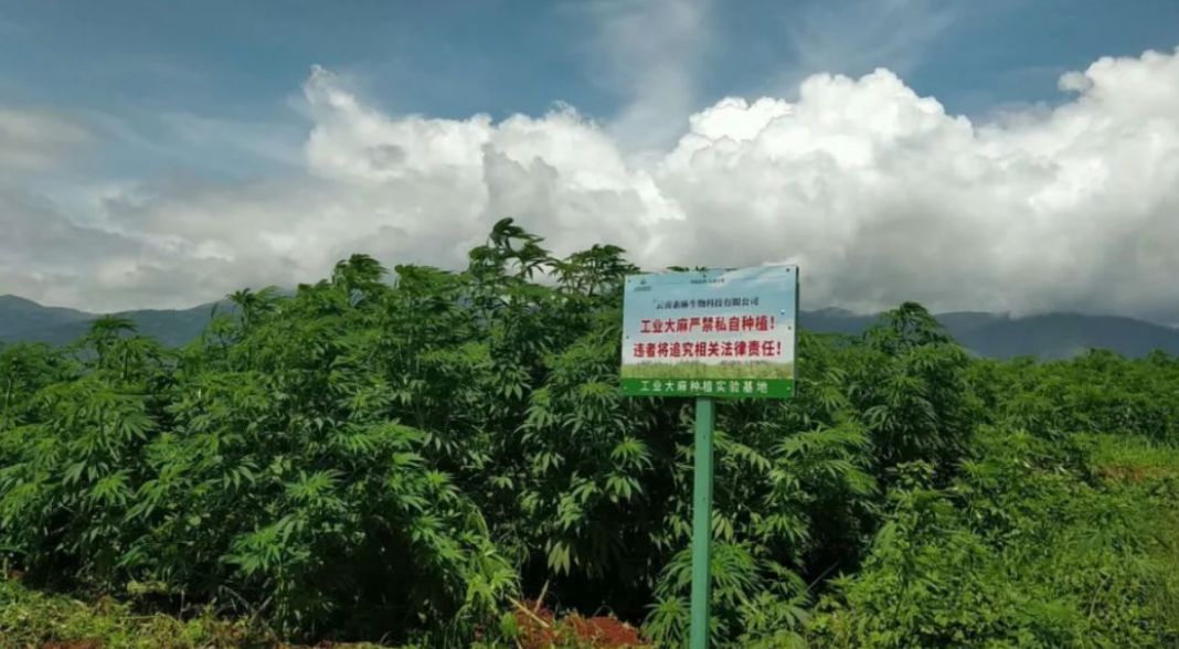 工业*麻大**：蓝海市场正待“收割”