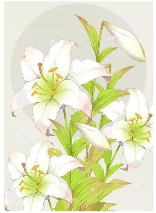 百合花的寓意和象征,送百合花代表什么寓意和象征