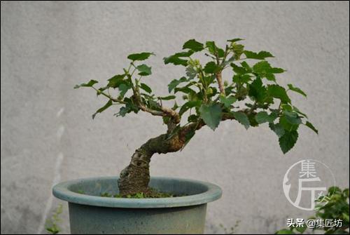 桑树下山盆景种植,桑树做盆景好吗