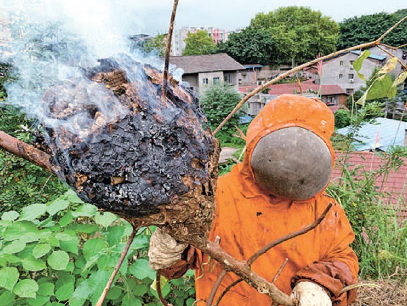 马蜂窝被打掉后马蜂会攻击人吗,马蜂窝被捅怎么让马蜂继续存活