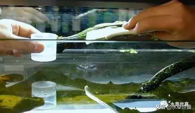 草缸常见10种藻类的解决方法,草缸藻类生物防治方法