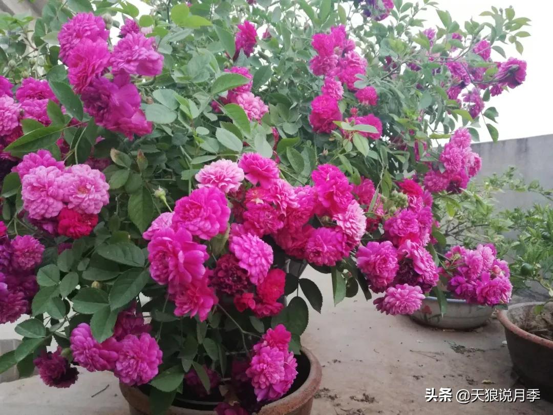 月季花是时候展现真正的技术了 (开春的第一波月季花就这么过去了)