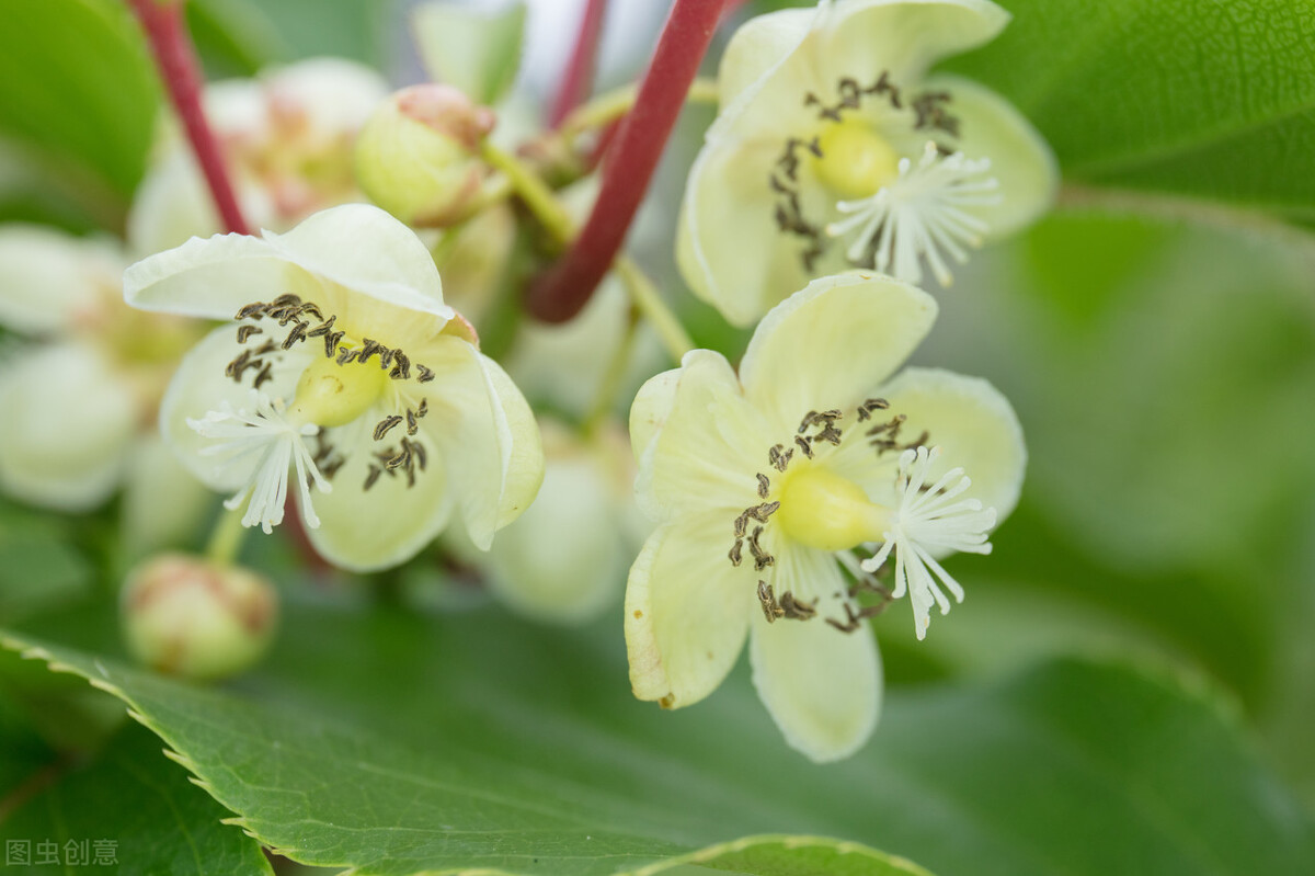 园林人需要知道的85个花卉知识,园林花卉的种类及图片