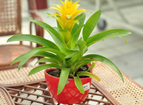 鸿运当头叶子发黄拯救的正确方法,鸿运当头叶子发黄的解决方法